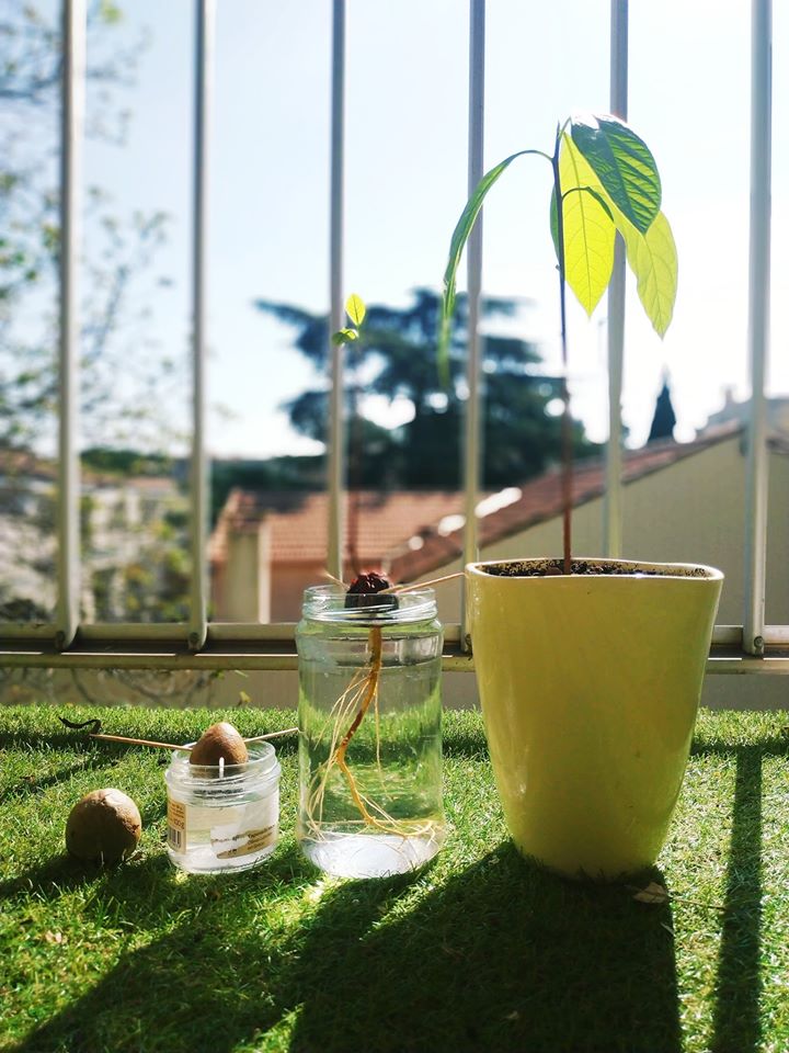avocat